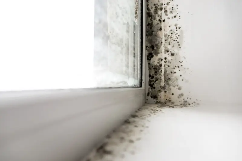 Schimmel in der Wohnung
